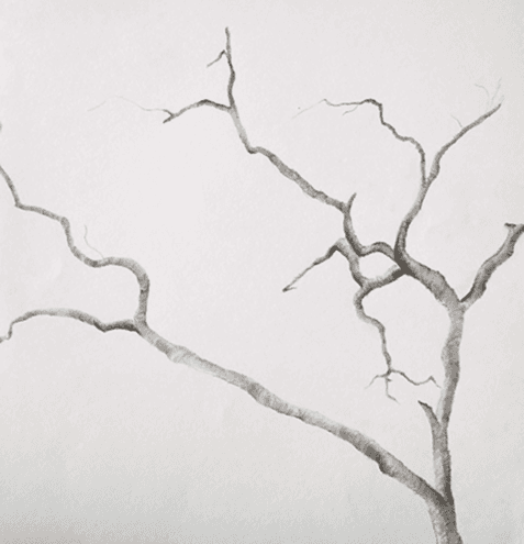 Graphite on Paper - Branch artwork